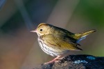 Ovenbird, Garret Mountain 2020-05-13 365