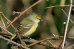 White-eyed Vireo, Sterling Forest 2020-05-22 203