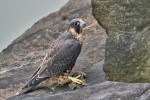 Young Peregrine Falcon, State Line Lookout 2020-06-18 276