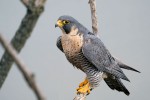 Peregrine Falcon female, State Line Lookout 2020-11-16 333