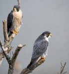 Peregrine Falcons, female (L), male (R), State Line Lookout 2020-11-16 489