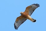 Adult Red-shouldered Hawk, State Line Lookout 2020-11-16 52