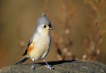 Tufted Titmouse, State Line Lookout 2020-12-06 329