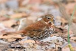 Fox Sparrow, Meadowlands NJ 2020-12-24 22