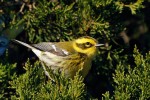 Townsend's Warbler, a bird of western North America but occasional vagrant in the east 2020-12-29 309