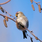 Common Redpoll, Meadowlands 2021-01-06 494