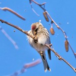 Common Redpoll, Meadowlands 2021-01-06 711