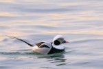Long-tailed Duck 2021-01-11 1295