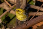 Townsend's Warbler, first record for Bergen County 2021-01-17 20
