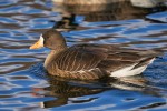 Greater White-fronted Goose, NJ 2021-01-18 258