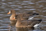 Greater White-fronted Geese, NJ 2021-01-18 608