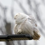 Snowy Owl, Bayonne 2021-01-31 345