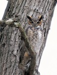 Great Horned Owl male 2021-01-31 62