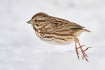 Song Sparrow, Meadowlands 2021-02-13 379