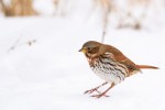 Fox Sparrow, Meadowlands 2021-02-13 455