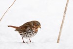 Fox Sparrow, Meadowlands 2021-02-13 571