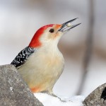 Red-bellied Woodpecker, State Line Lookout 2021-02-21 348