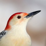 Red-bellied Woodpecker, State Line Lookout 2021-02-21 388
