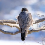 Peregrine Falcon, State Line Lookout 2021-02-21 576