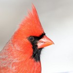 Northern Cardinal, State Line Lookout 2021-02-21 64