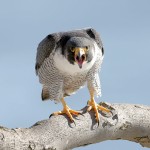 Peregrine Falcon, State Line Lookout 2021-02-21 773