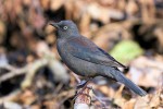 Rusty Blackbird, Garret 2021-03-27 1473