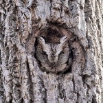Eastern Screech-owl, Garret 2021-04-05 221