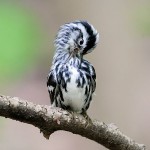 Black-and-white Warbler, Garret 2021-05-03 176