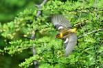Cape May Warbler, Garret 2021-05-04 960