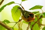 Bay-breasted Warbler, Garret 2021-05-06 468