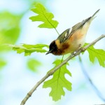 Bay-breasted Warbler, Garret 2021-05-06 688