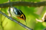 Blackburnian Warbler, Garret 2021-05-15 122