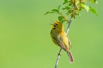 Prairie Warbler, Sterling Forest NY 2021-05-20 210