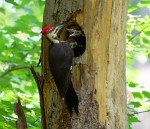 Pileated Woodpeckers 2021-05-20 568