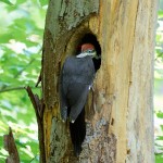 Pileated Woodpeckers 2021-05-20 817