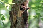 Pileated Woodpeckers 2021-05-21 1152
