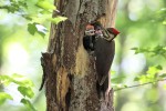 Female Pileated Woodpecker with 3 young 2021-05-21 849