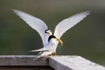 Least Terns, Meadowlands 2021-06-02 508