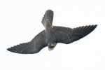 Young Peregrine Falcon, State Line 2021-07-11 889