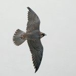 Young Peregrine Falcon, State Line 2021-07-13 186-d