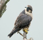 Young Peregrine Falcon, State Line 2021-07-14 178
