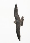 Young Peregrine Falcon, State Line 2021-07-14 526