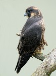 Young Peregrine Falcon, State Line 2021-07-14 647