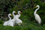 Great Egrets, Ocean City NJ 2021-07-18 1206