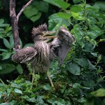 Black-crowned Night Heron juvenile, Ocean City NJ 2021-07-18 275