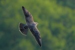 Young Peregrine Falcon, State Line 2021-07-22 637