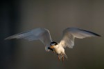 Least Tern, Meadowlands 2021-07-23 1558