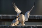 Least Terns, Meadowlands 2021-07-23 1574