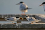 Least Terns, Meadowlands 2021-07-23 1797