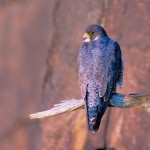 Male Peregrine Falcon at sunrise 2021-07-31 15